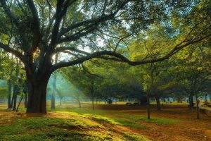 Cubbon Park Bangalore 