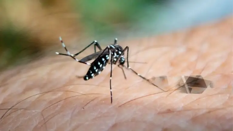 Dengue Cases on the Rise in Karnataka