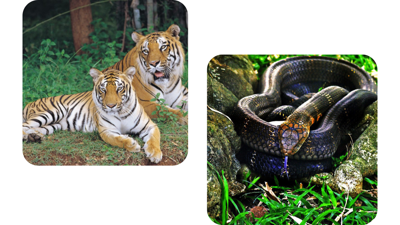 Bannerghatta National Park