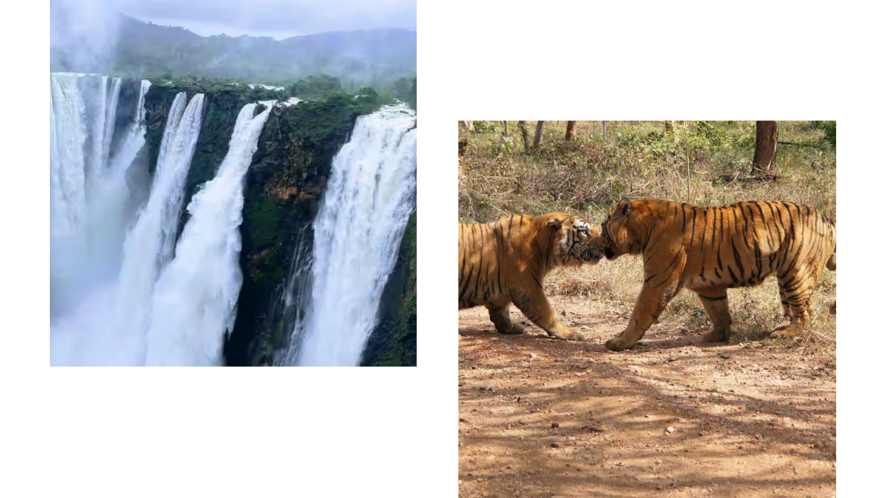 Sakrebailu Elephant Camp and the Tyavarekoppa Lion and Tiger Safari